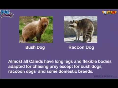 Every Type of Dog in the Dog Family! *Animal Science for Kids*