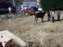 Fiera degli animali a Cattolica Eraclea 2008
