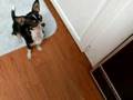 Binky's Tricks 2