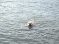 diving golden retriever in Numansdorp diving golden retriever in Numansdorp