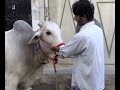 eid ul adha in karachi moiz and aleem part 1