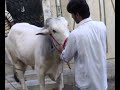 eid ul adha in karachi moiz and aleem part 1