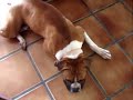 Boxer Boxer