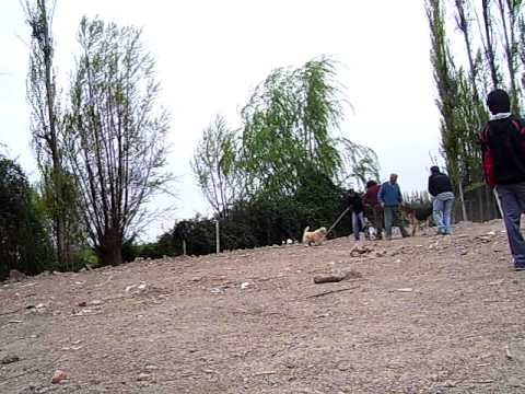 peleas de perros