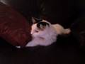 videos de Kitty Cam - 