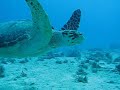 Playa del Carmen reefs scuba diving