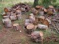 el hombre vs  madre tierra