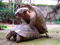 Las Tortugas Locas - Turtle Sex