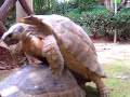 Las Tortugas Locas - Turtle Sex