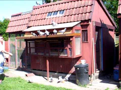 RACING PIGEONS 2009 YOUNG BIRD TEAM TRAPPING
