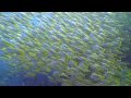 Diving Koh Tao Thailand.
