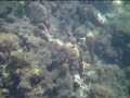 Fish school.