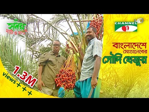 how to grow ajwa dates