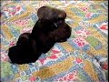 Diva's Puppies-1