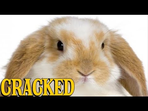9 Adorable Animals (That'll Eat You If Given the Chance)