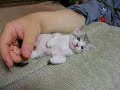 Super Cute Kitten Super Cute Kitten