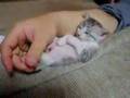 Super Cute Kitten
