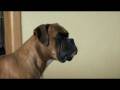 Logan The Boxer Loves And Misses His Grandad