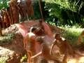 videos de NR1 - 20 a 23/11/2008 !