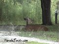 White-Tailed Deer