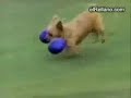 perros tontisimos y raros (Oo)