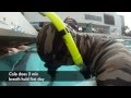 Immersion Freediving PFI Freediver Course