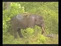 Sumatra-Kerinci Sumatra-Kerinci