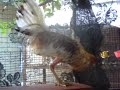 gallos finos de pelea de Harry Hernandez Juana Diaz P.R Banca Sangre Nueva