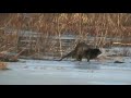 Gossess Pond Otter