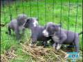 videos de Southern Smoke Bullies *Jaega x Envy* Puppies Razors Edge Mikeland