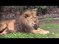 Click here to watch this video 初夏の旭山動物園~The Asahiyama Zoo in early summer