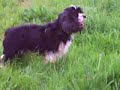The dog that jumps (Perro saltarin)
