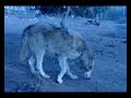 wolf wolf