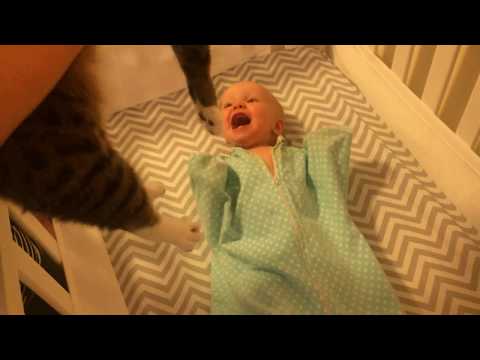 Малюк обжнює свого кота. Це відео підкорило інтернет (ВІДЕО)