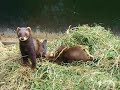 See Video