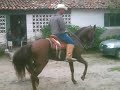 Caballo Alazan Bailando part.2