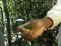 Cicada makes noise