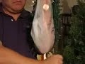 How to Store Christmas Lights, Tangle-Free! How to Store Christmas Lights, Tangle-Free!