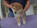 shiba puppies