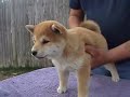 Shiba Puppies Shiba Puppies