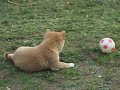 shiba puppies