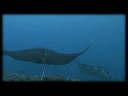 小浜島から出航。西表島、鹿ノ川にて。はたかれそうな距離にまで近づいてワイド端で撮りました。