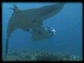 西表島 マンタに近づいてみた Manta ray at close range, Iriomote,Okinawa