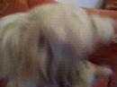 shih - tzu a játékával