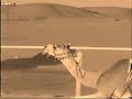 السبوق تريح اعصابك