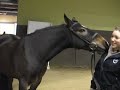 Blarney Stone's Smooth Operator, Sport Horse in Hand