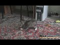 Cheezburger : Who Needs Toys When You Have A Tail?