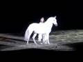 Apassionata - Grand Voyage - Andalusier