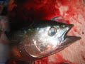 Yellowfin Tuna Fishing