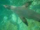 sea lions at play sea lions at play
